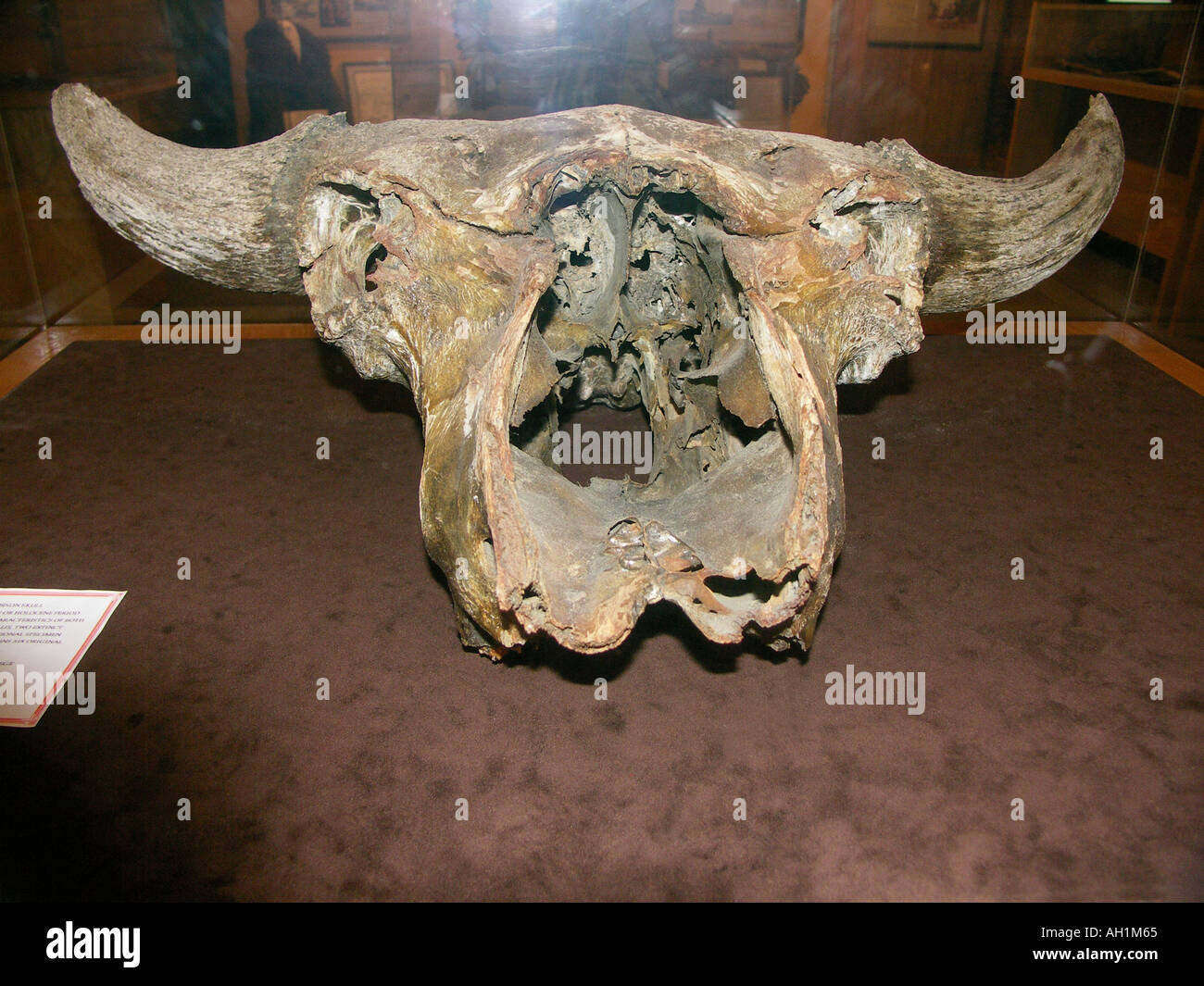 Buffalo Head Skull Stock Photo Alamy