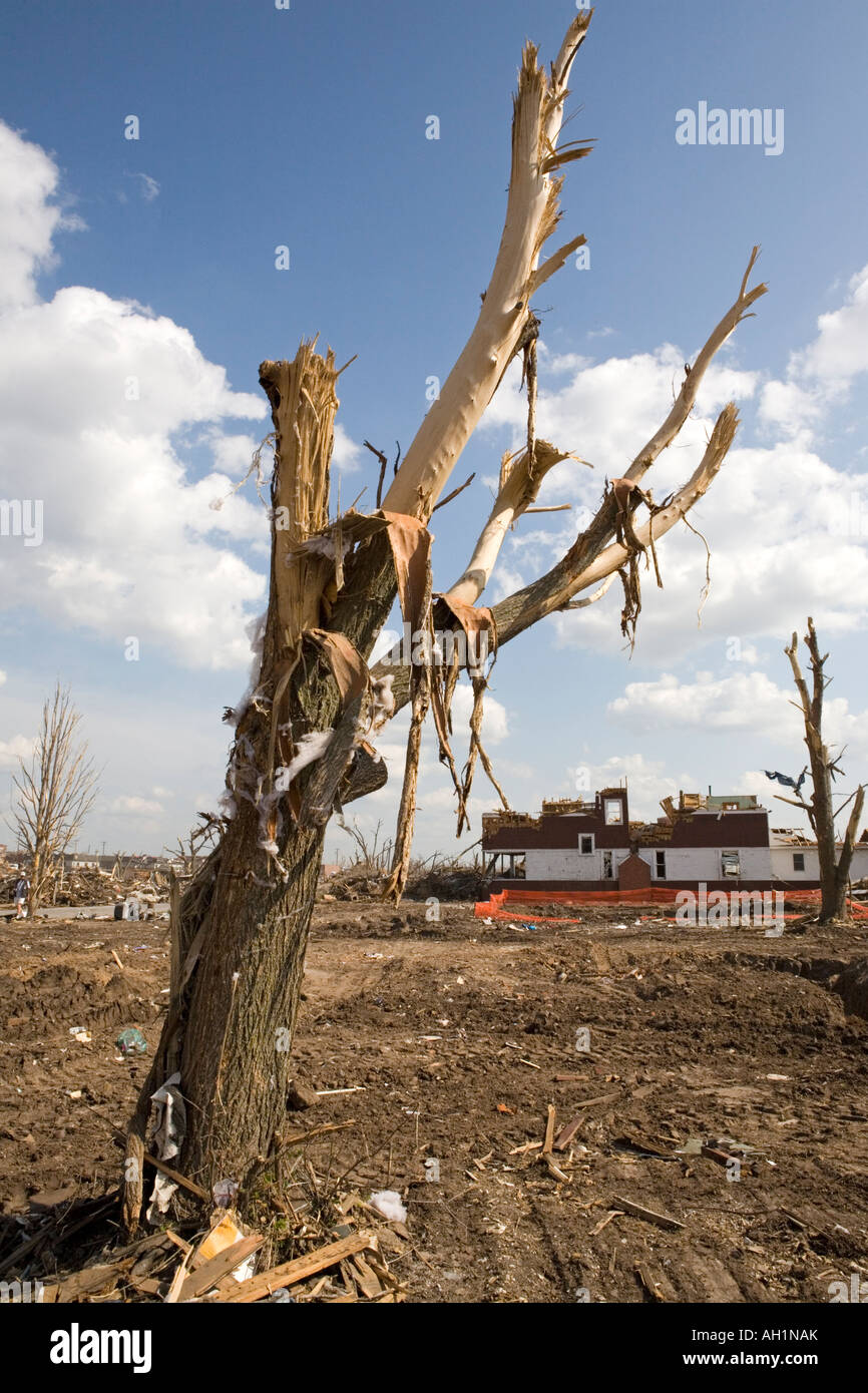 A tree with it's bark stripped by the wind in Greensburg, Kansas Stock