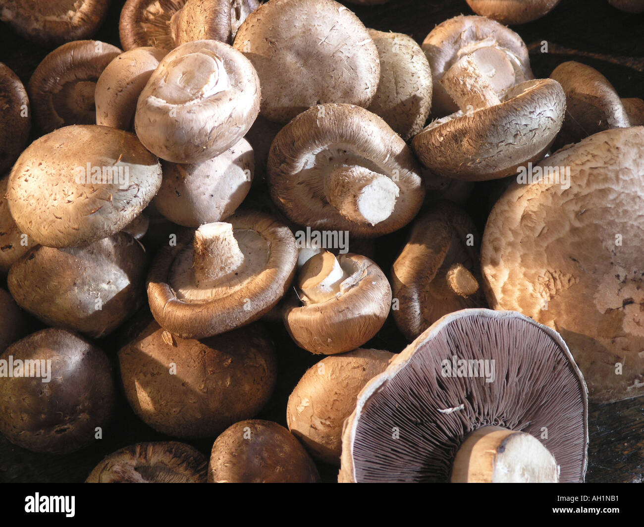 Pile of Mushrooms full frame Stock Photo Alamy