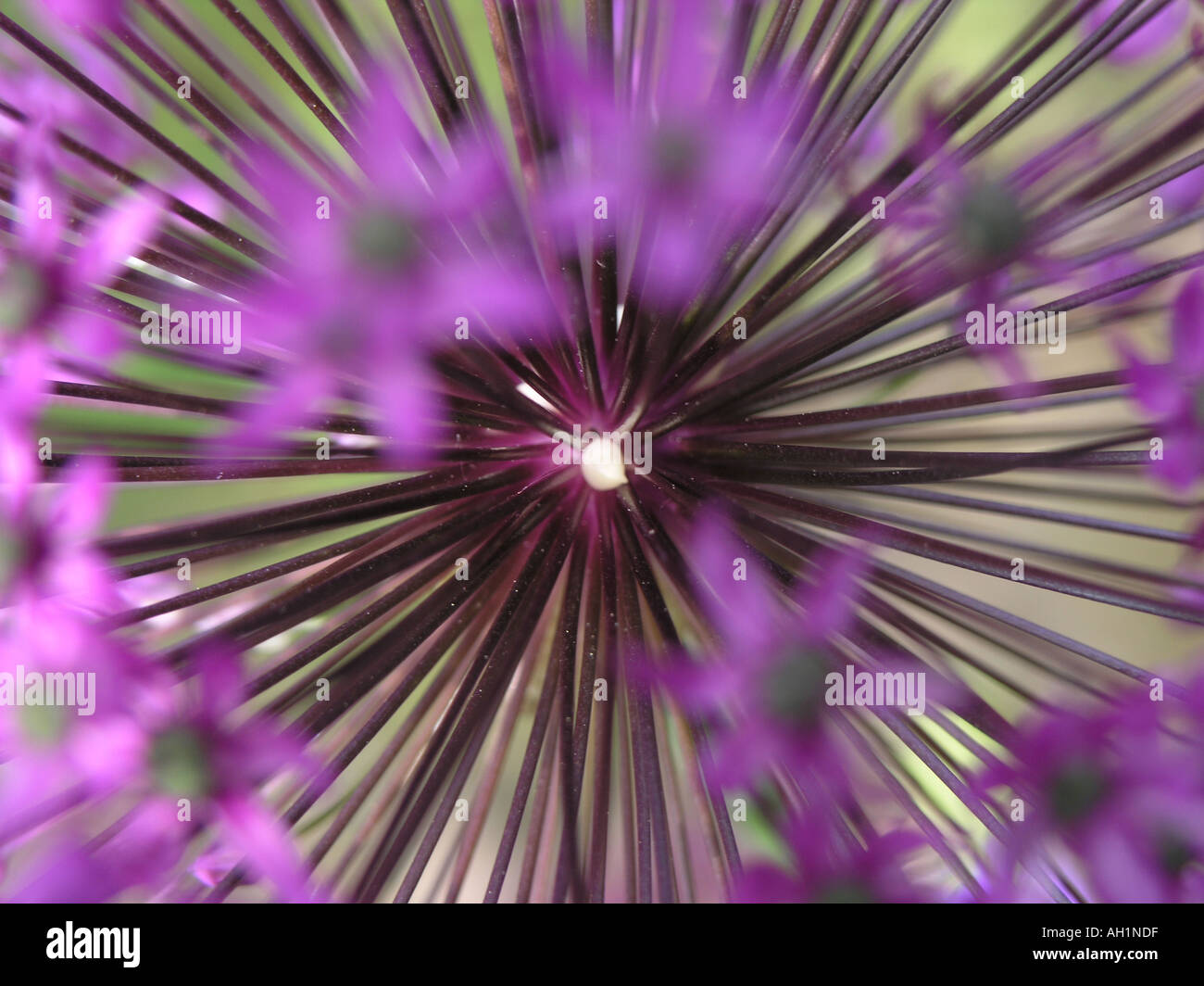 Allium Flower head Stock Photo Alamy