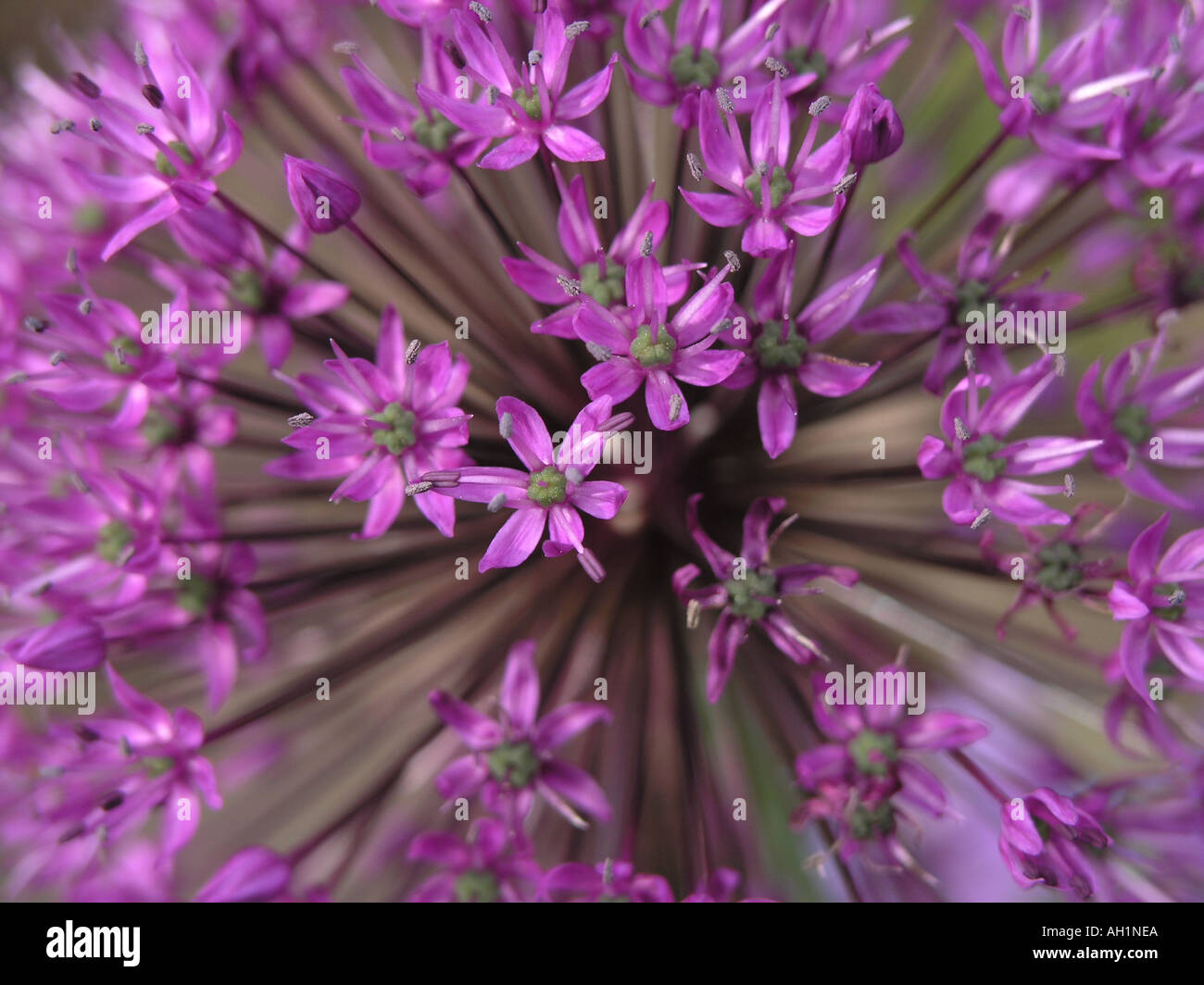 Allium Flower head Stock Photo Alamy
