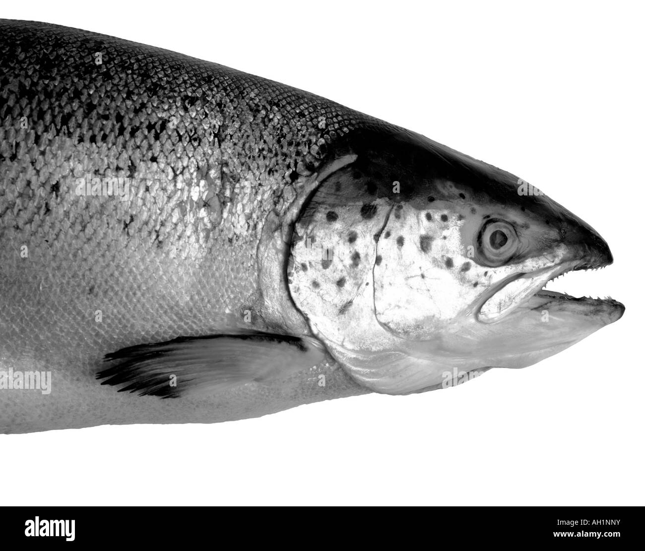 Closeup of Salmon Head on a white background Stock Photo