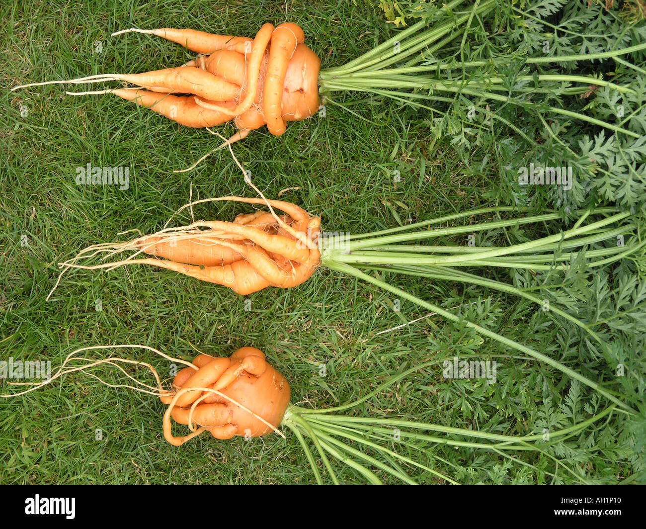 Twisted Carrots Stock Photo