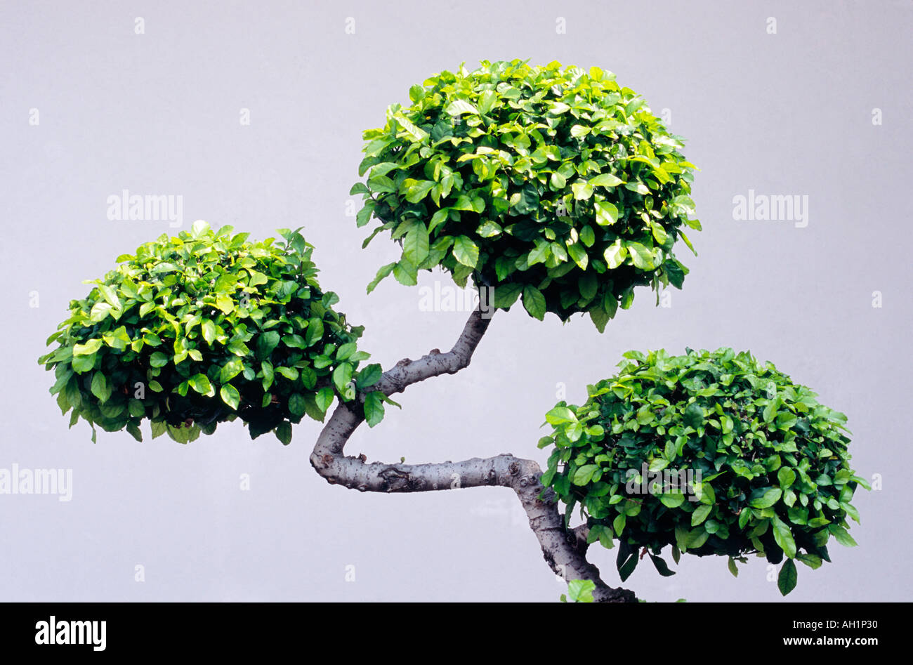 heiliger bambus nandina kaufen Jetzt Heiliger Bambus, Himmelsbambus online kaufen bei Bohlken  Pflanzenversand – Bohlken Pflanzenversand GbR main image 0