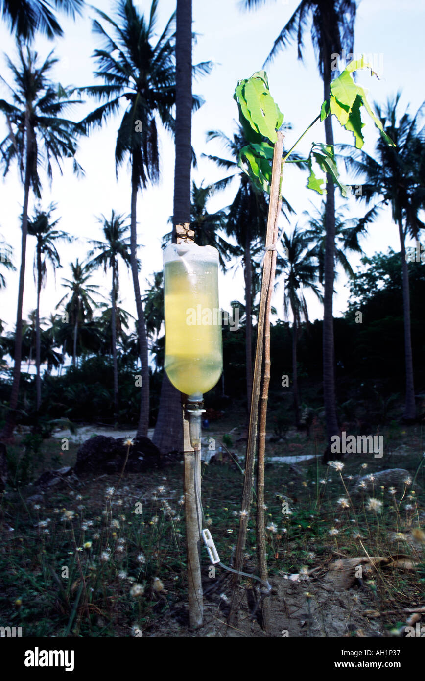 One young sapling tree plant being watered nourished with IV medical