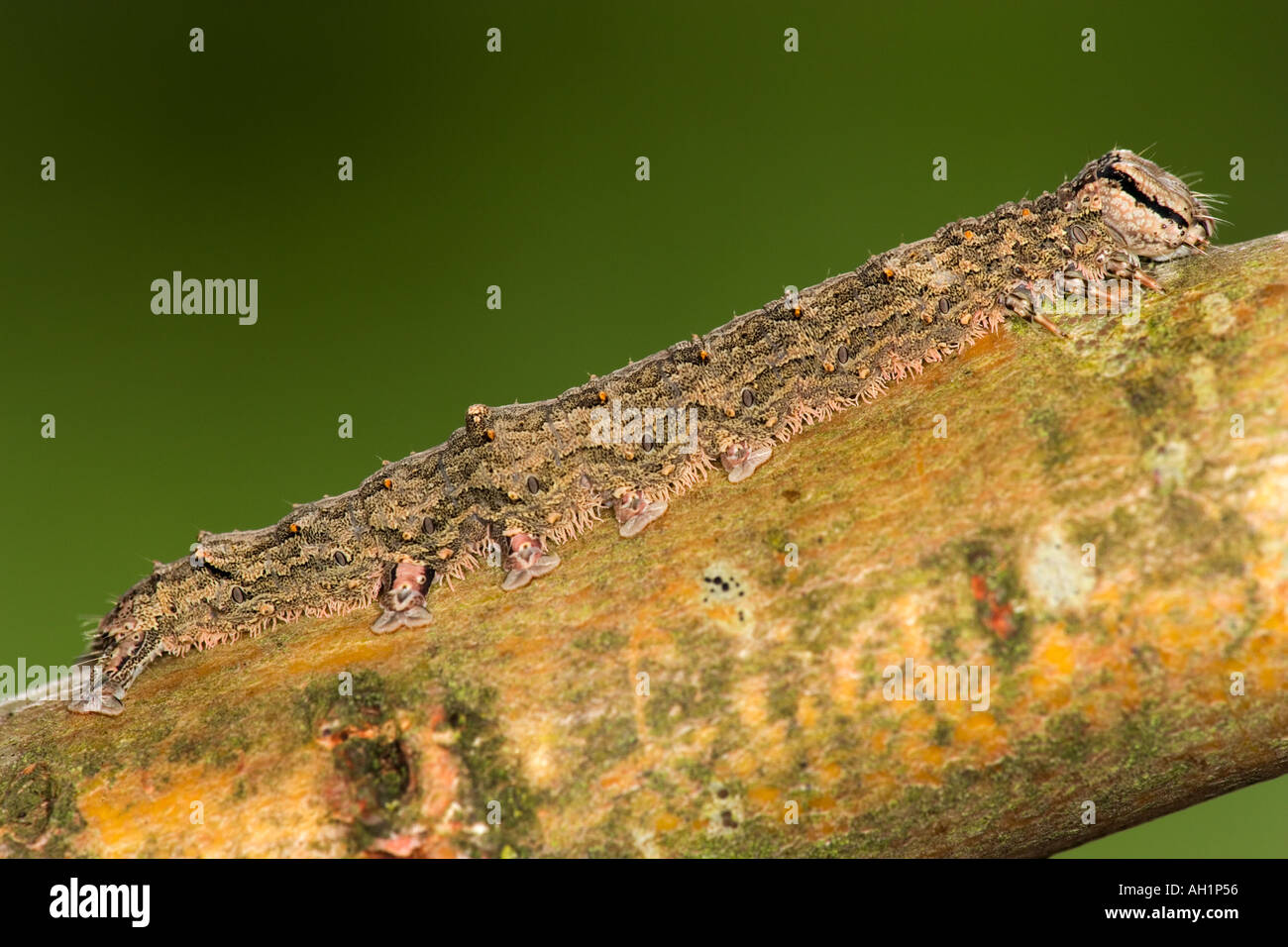 Red Underwing Catocala nupta Larva on twig showing camouflage potton bedfordshire Stock Photo