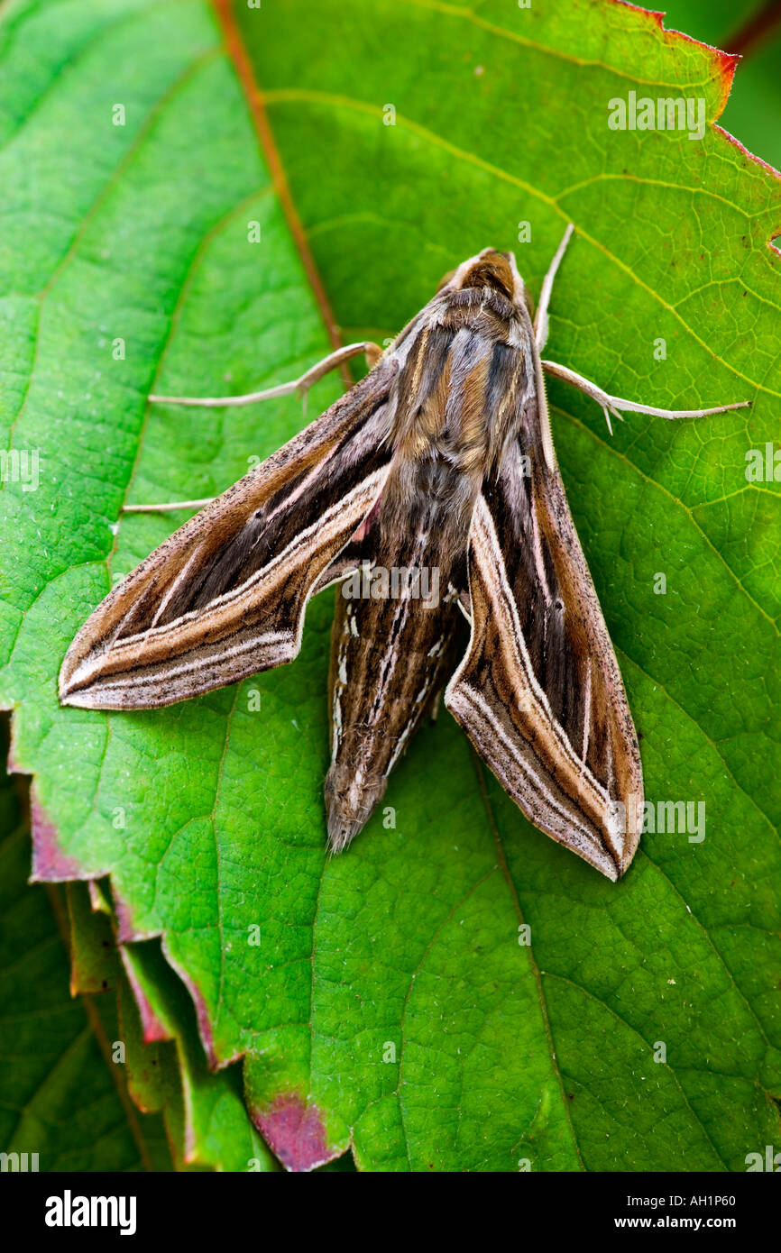 Silver striped Hawk moth Hippotion celerio at rest on leaf Stock Photo
