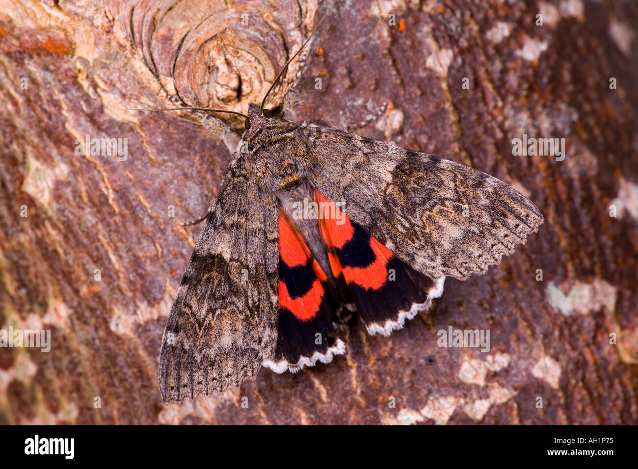 Red Underwing Catocala nupta at rest on poplar with wings open showing red underwing potton bedfordshire Stock Photo