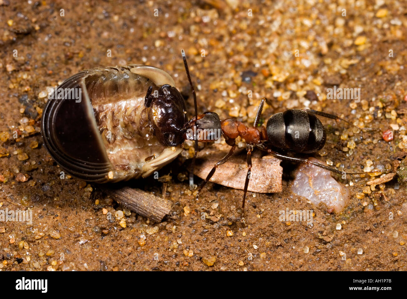 Wood Ant Formica rufa taking wood pig back to nest for food maulden wood bedfordshire Stock Photo