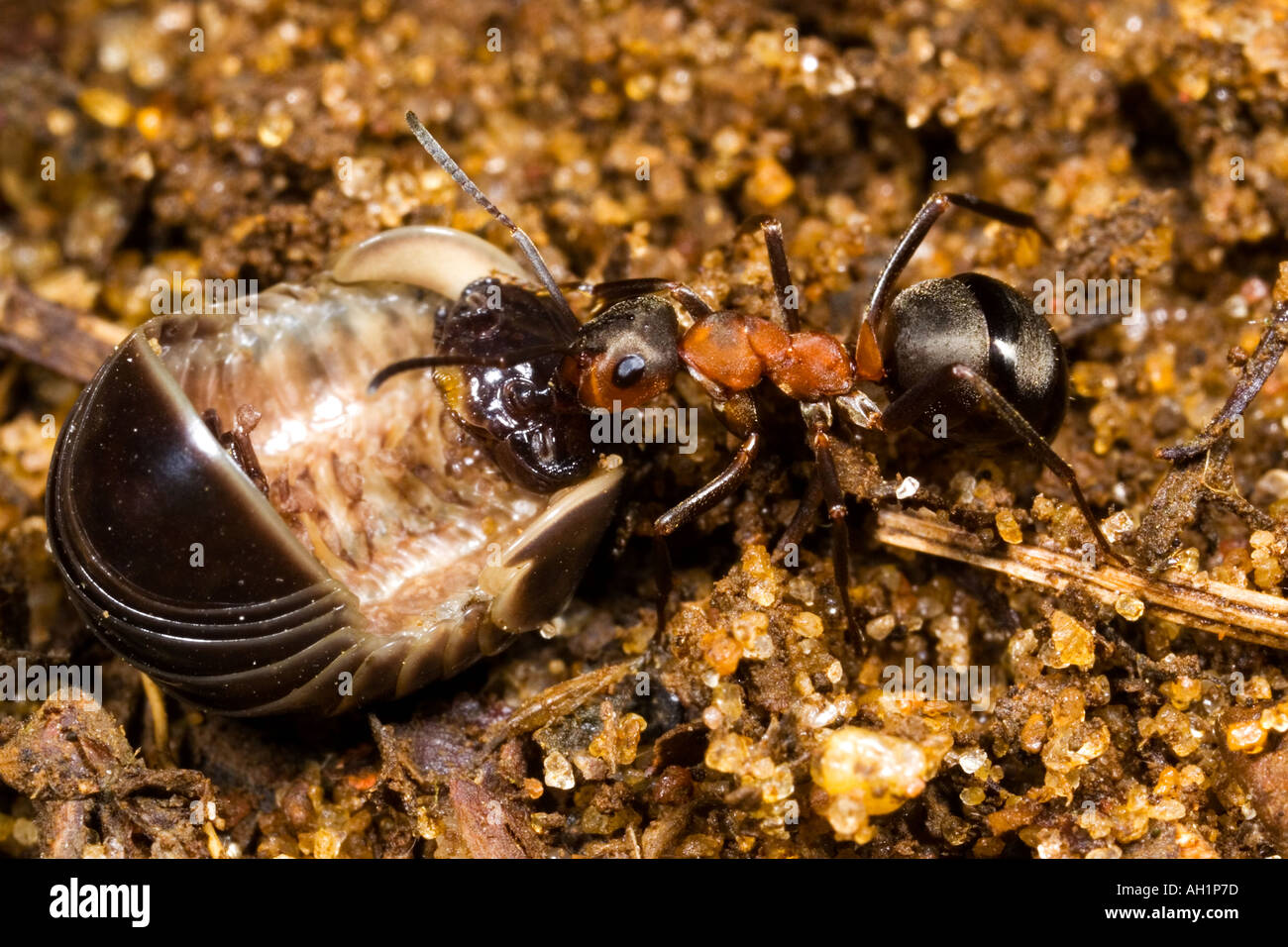 Wood Ant Formica rufa taking wood pig back to nest for food maulden