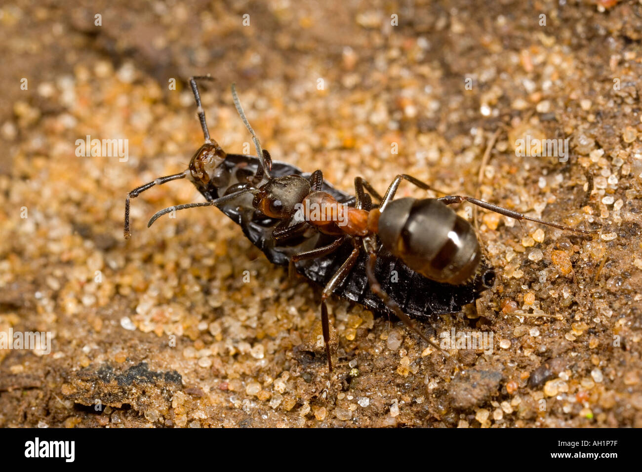 Wood Ant Formica rufa with beetle carrying back to nest for food maulden wood bedfordshire Stock Photo