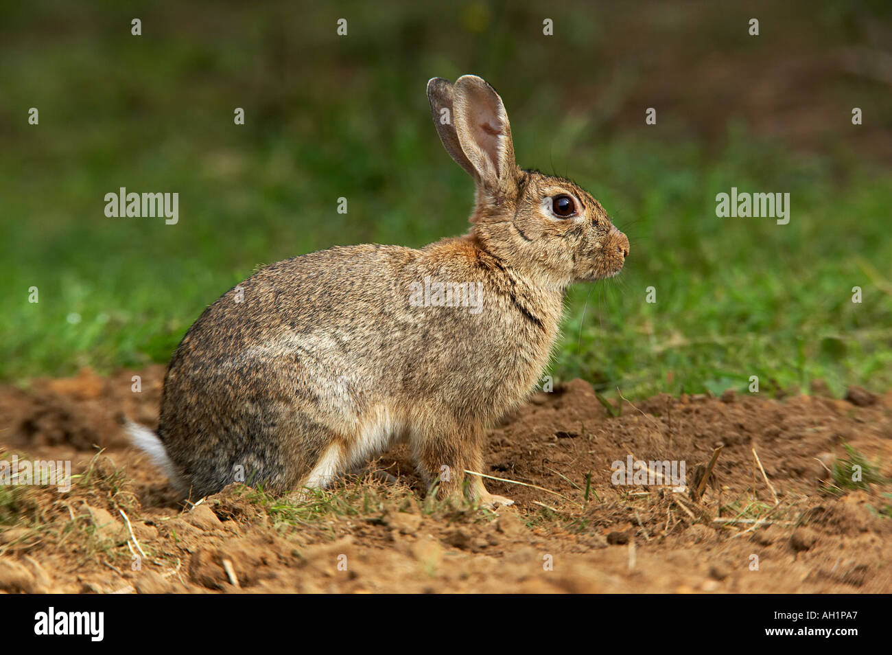 Rabbit Oryctolagus cuniculus sitting looking alert potton bedfordshire Stock Photo