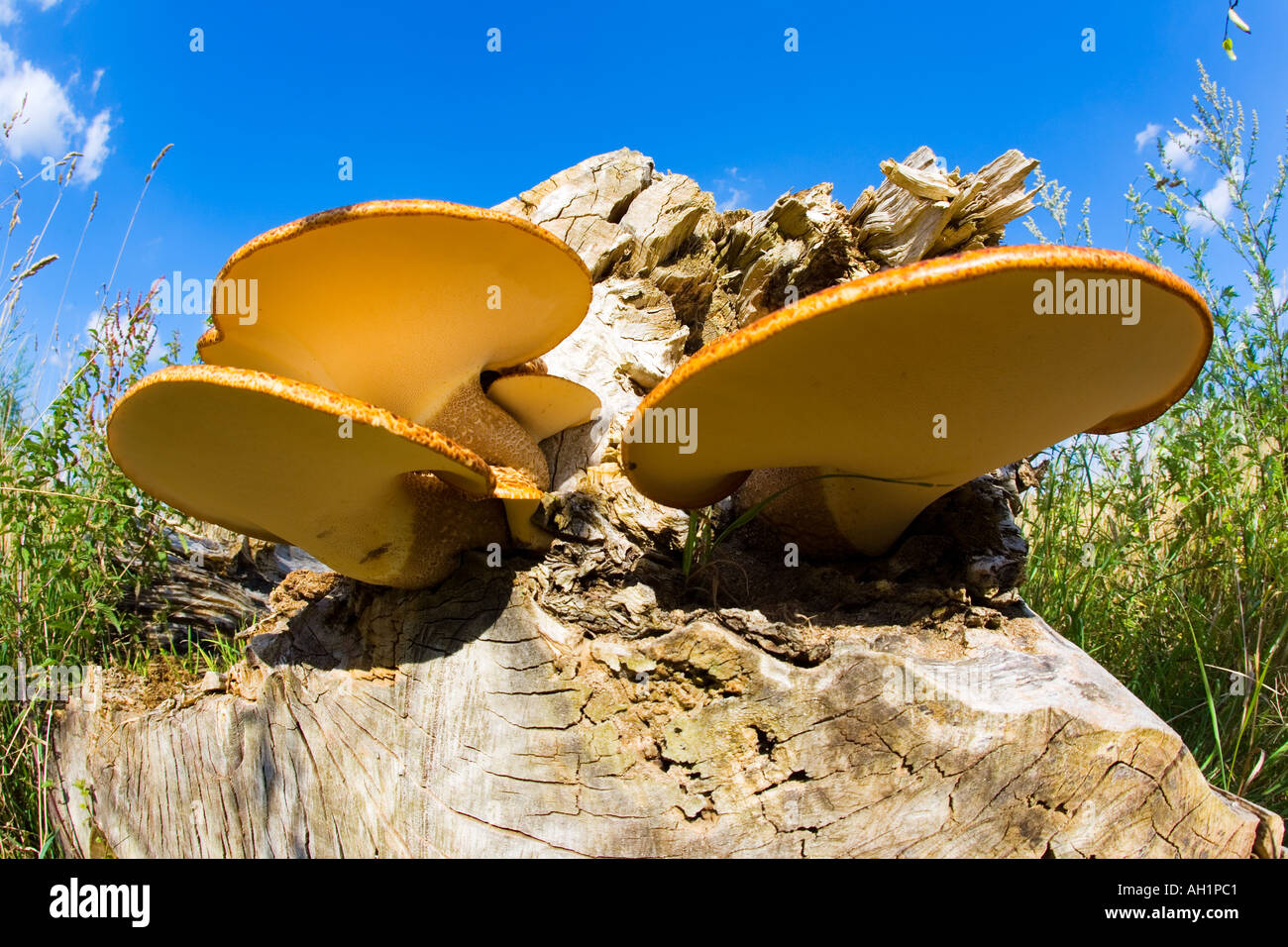 Dryad s Saddle Polyporus squamosus growing on old willow trung with blue sky background potton bedfordshire Stock Photo