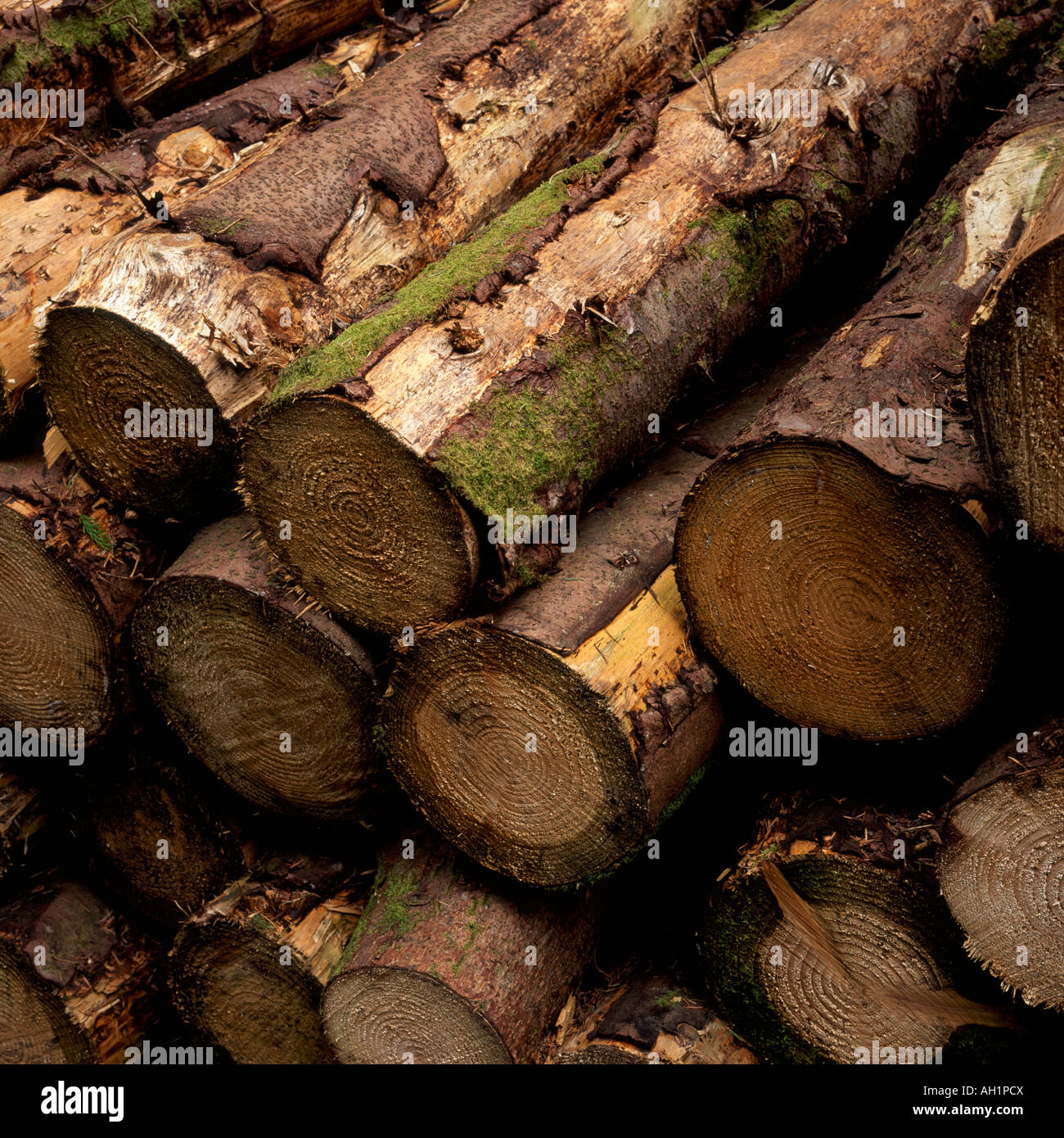 Log Pile at Bellever Plantation, Dartmoor, Devon, England Stock Photo