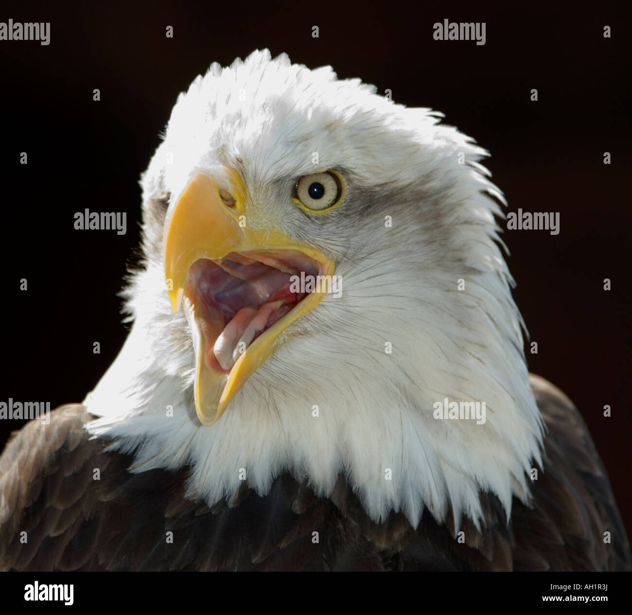 Bald Eagle Haliaeetus leucocephalus Stock Photo - Alamy