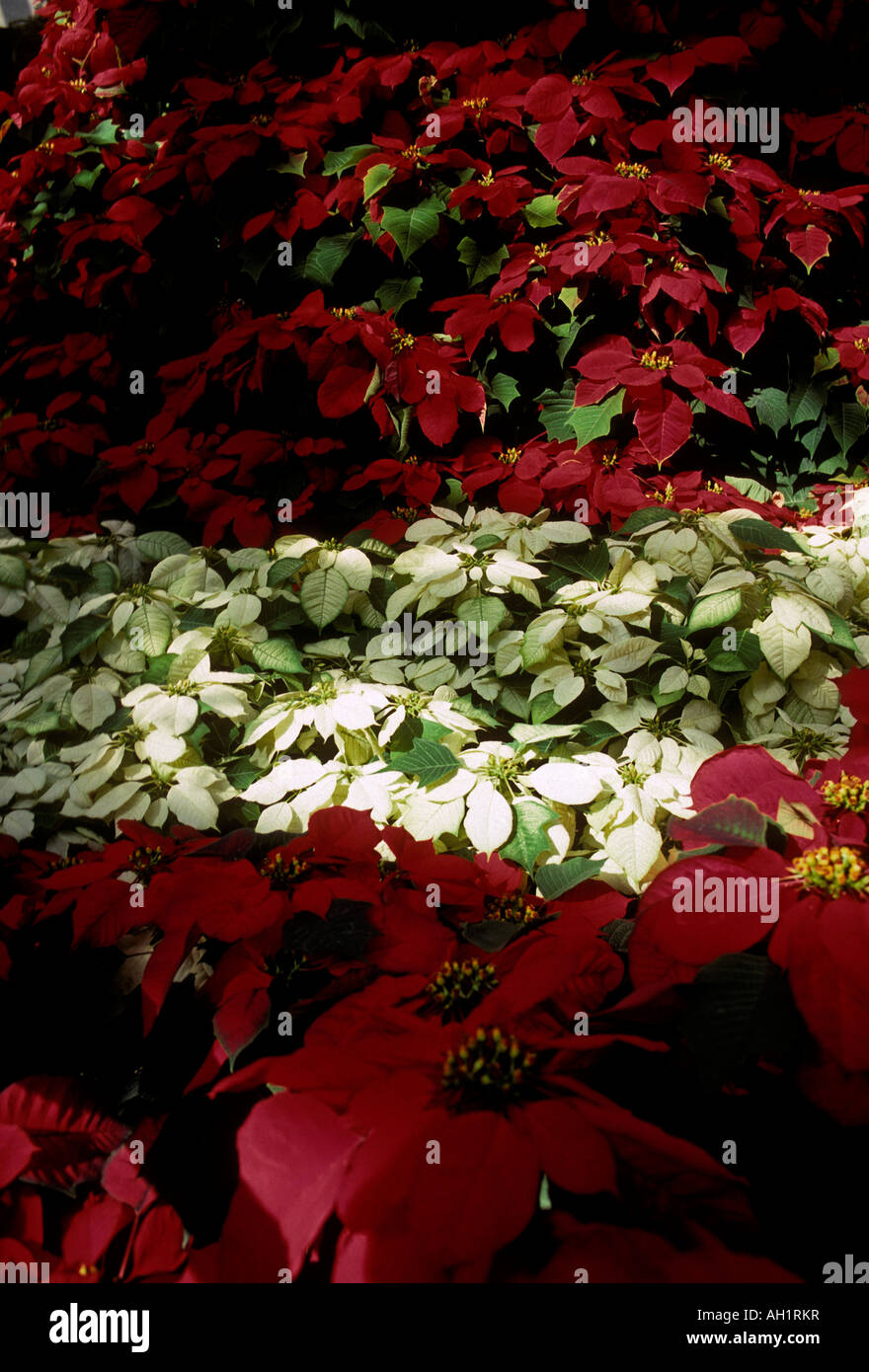 Poinsettia Christmas celebration display in the Botanical Garden in the city of San Antonio 