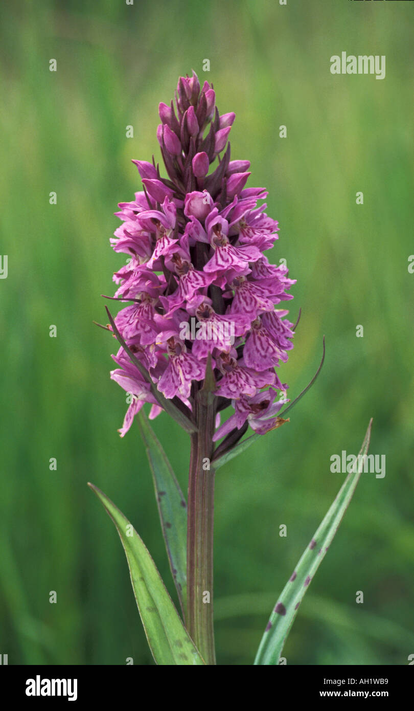 Pink spotted marsh orchid hybrid Stock Photo