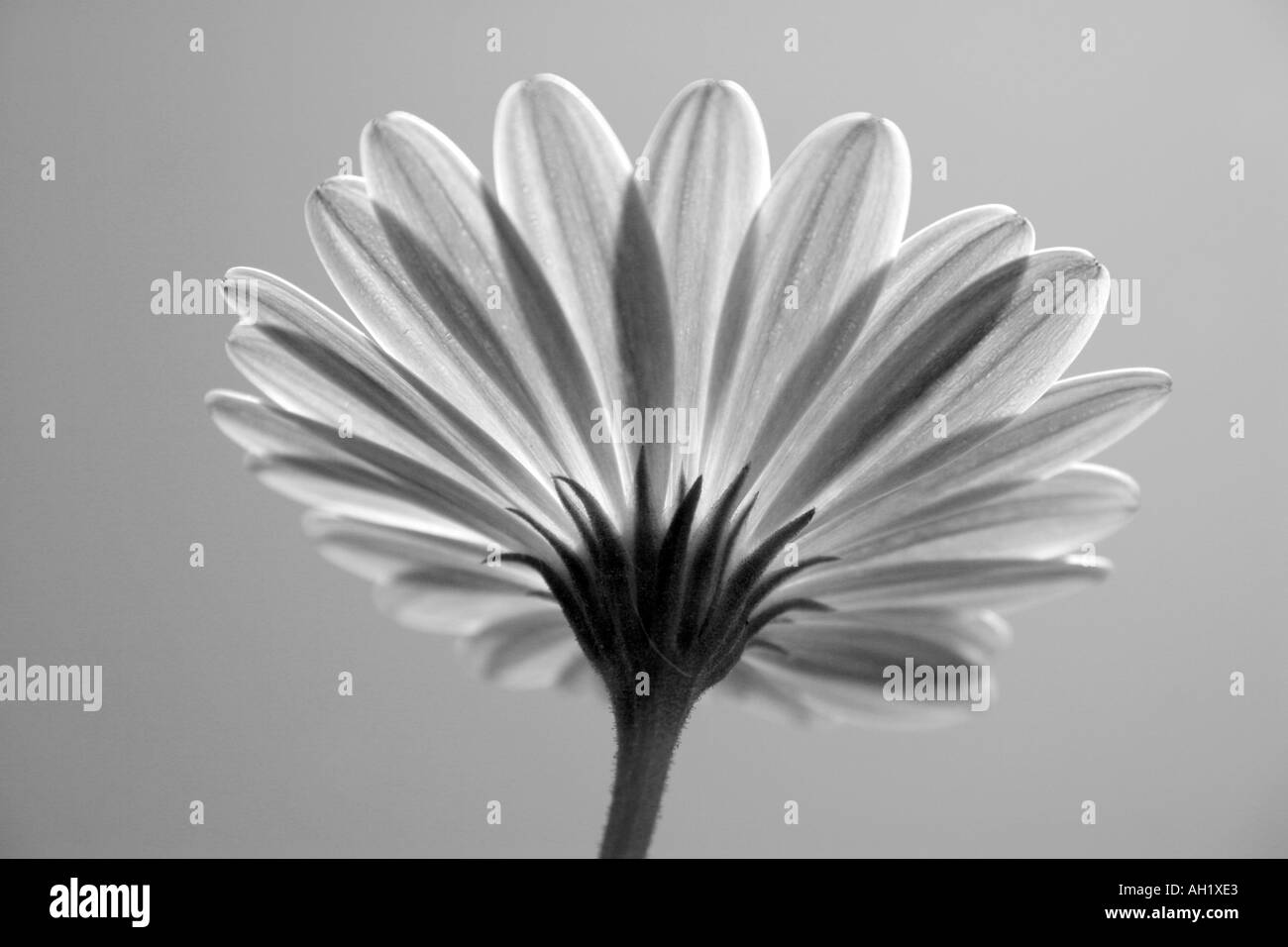 Spanish Flower Daisy Stock Photo Alamy