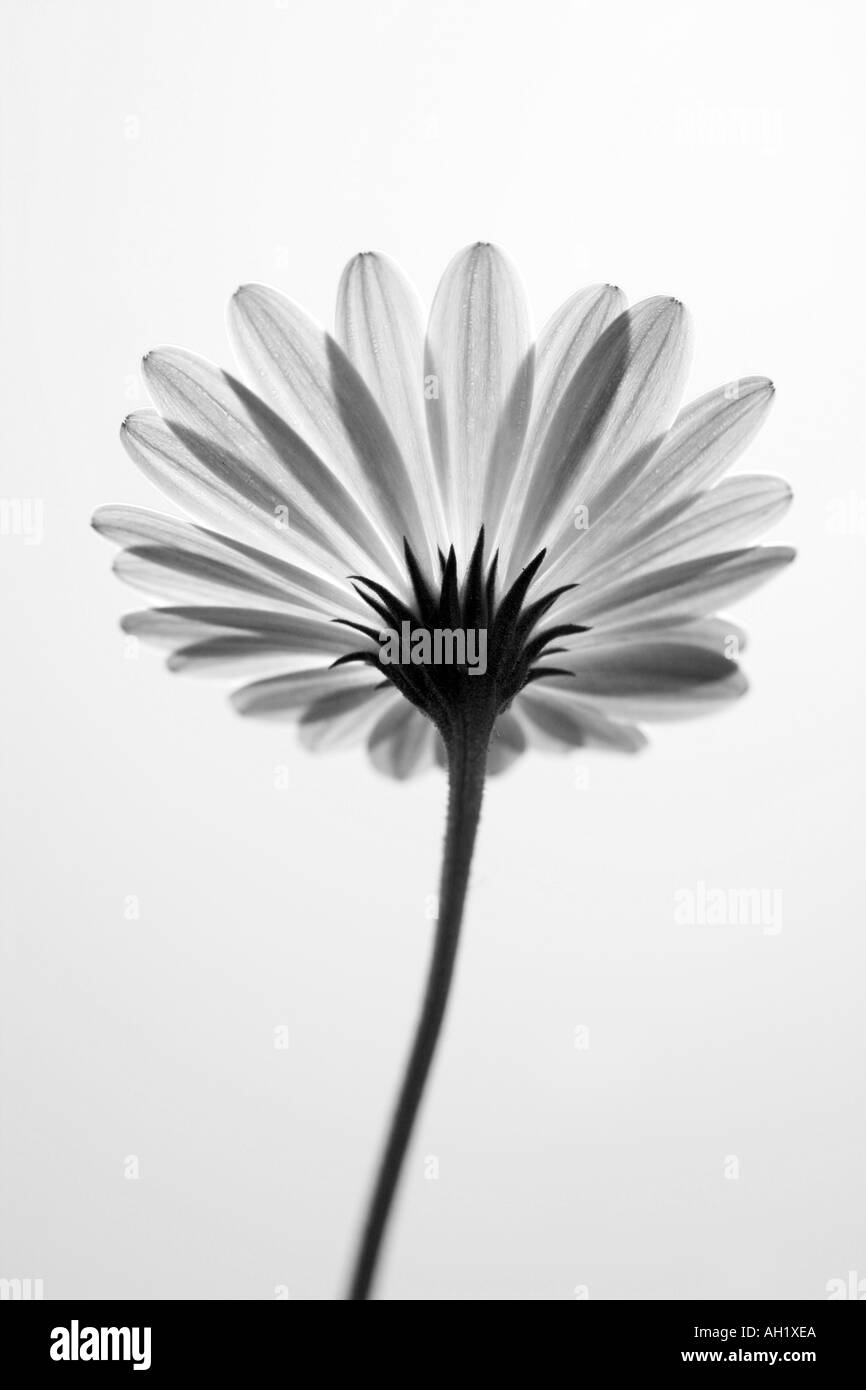 Spanish Flower Daisy Stock Photo - Alamy