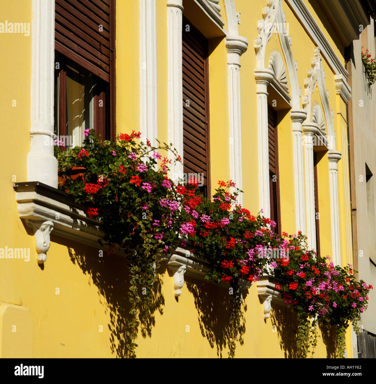 flowers in the window Stock Photo Alamy