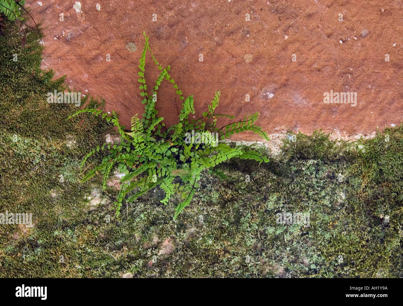 Fern and moss growing on a weathered old red stone wall Stock Photo