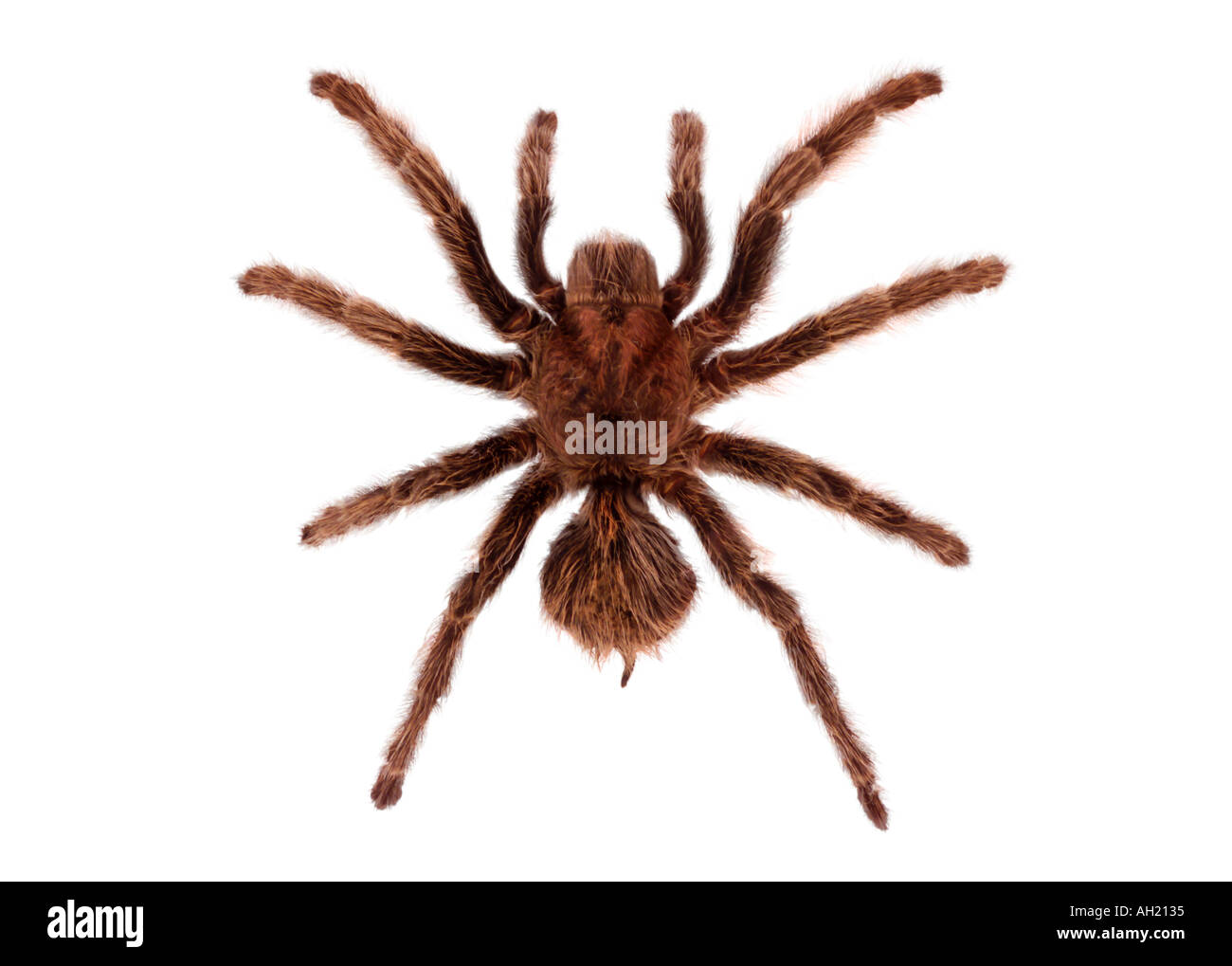 Sill life of a tarantula silhouetted on white background Stock Photo