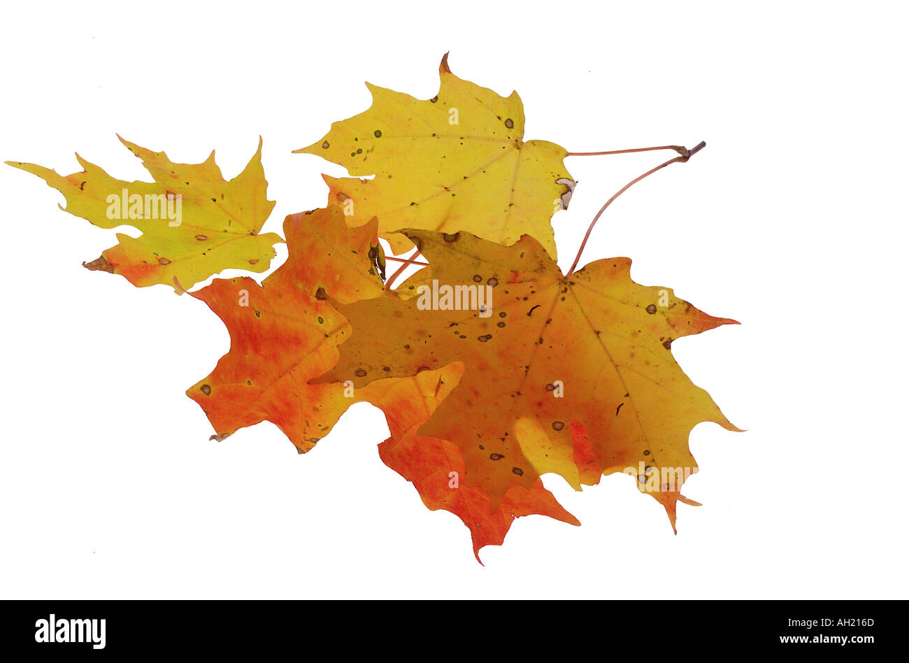 fall leaves silhouetted on white background Stock Photo