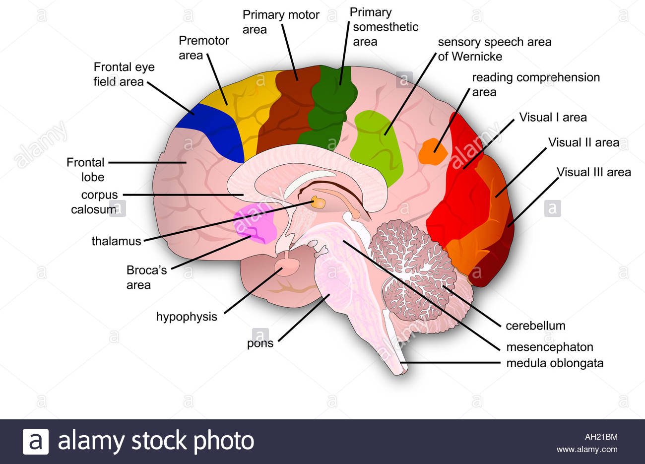27 Label The Brain Anatomy Diagram - Wiring Database 2020