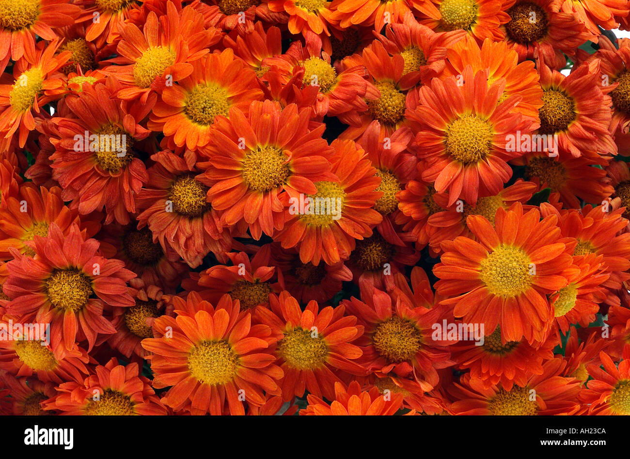 close up of chrysanthemums Stock Photo