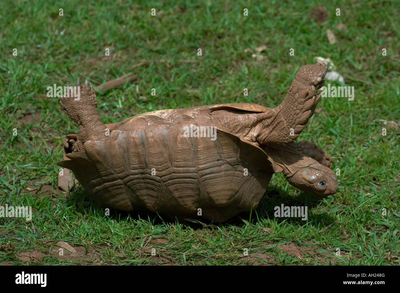 testudinidae-tortoise-upside-down-on-its-back-AH248G.jpg