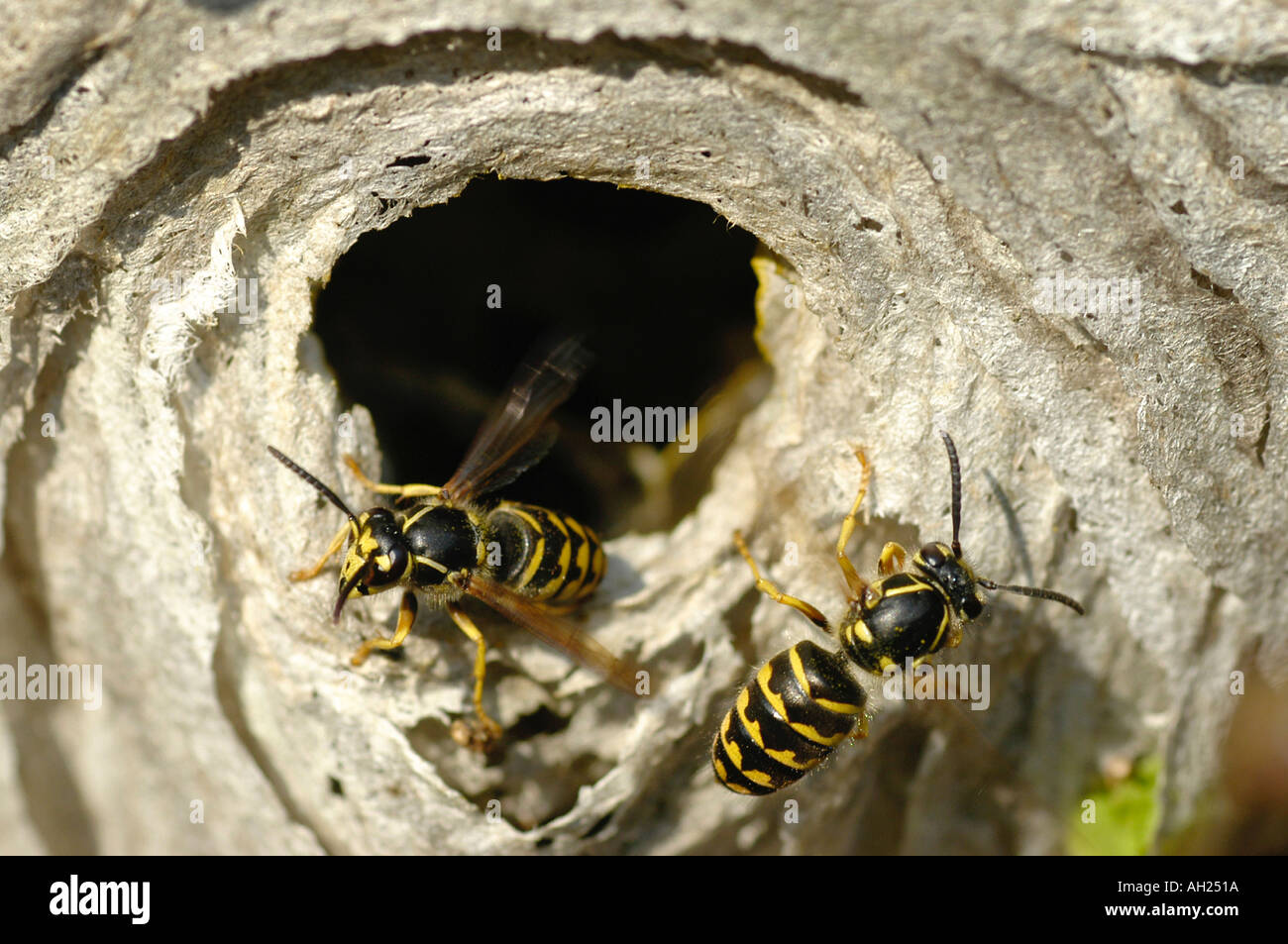 Bee Hive Behive Stock Photo Alamy