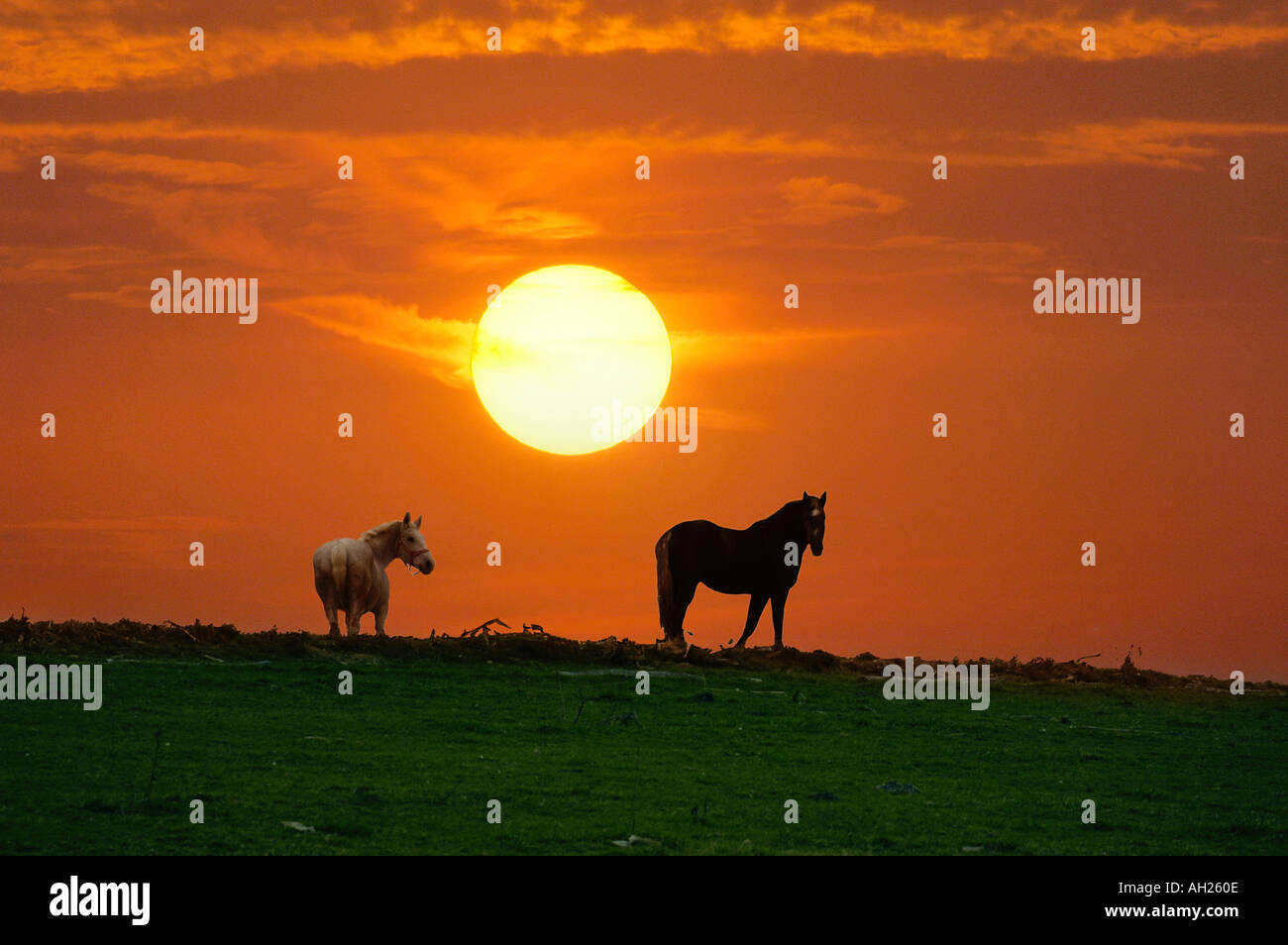 Amish Country Scenic Sugarcreek Ohio with  horses silhouetted against the sun Stock Photo