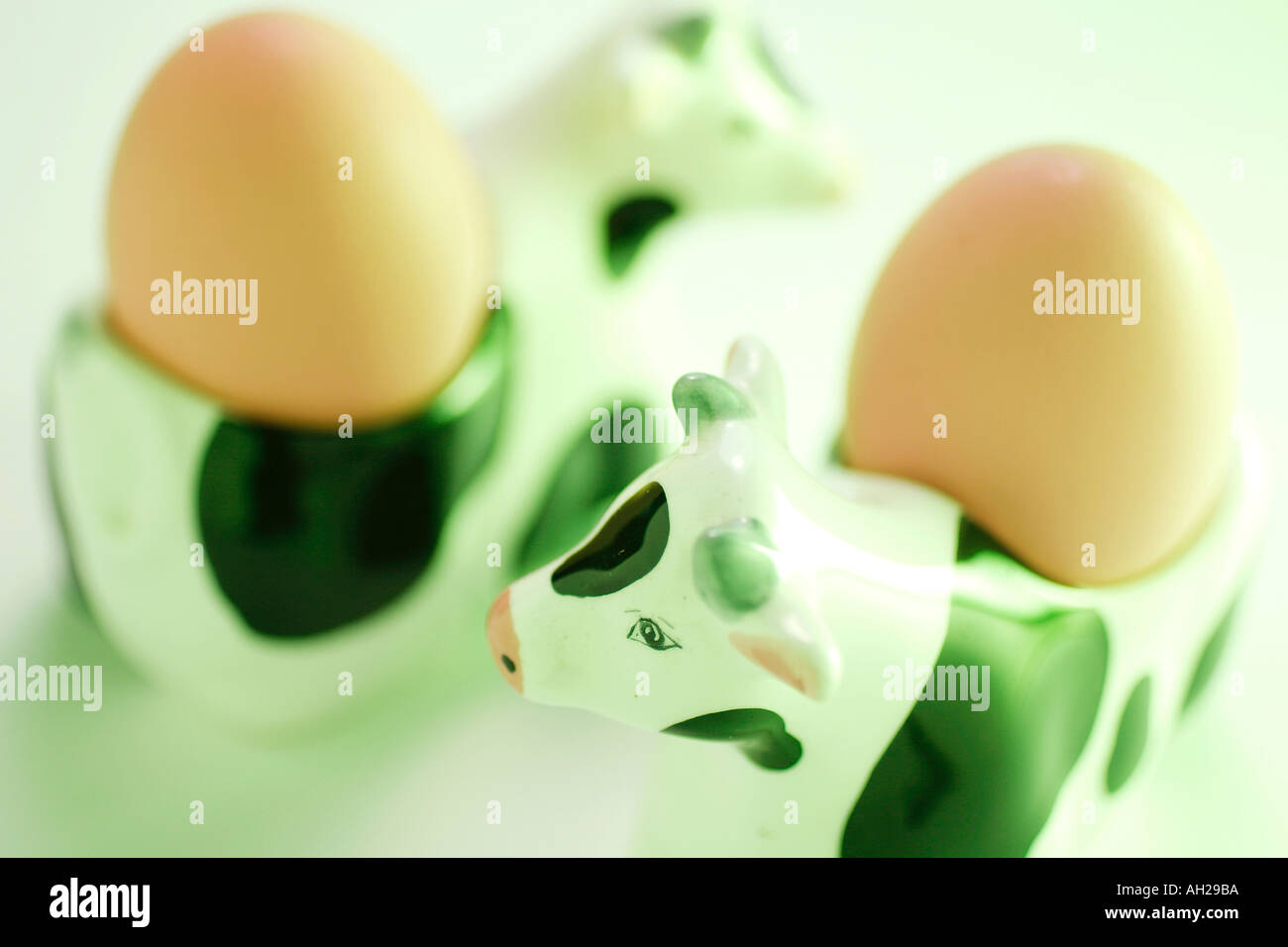 Eggs on Cow Egg Holders Stock Photo - Alamy