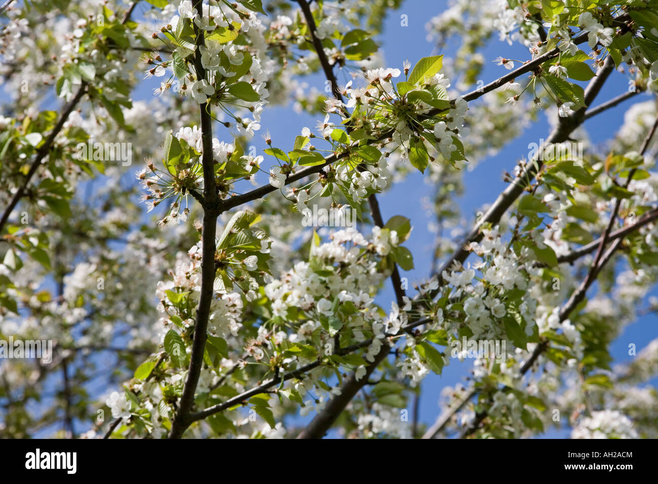 Blossom on a flowering cherry tree against blue sky Stock Photo - Alamy