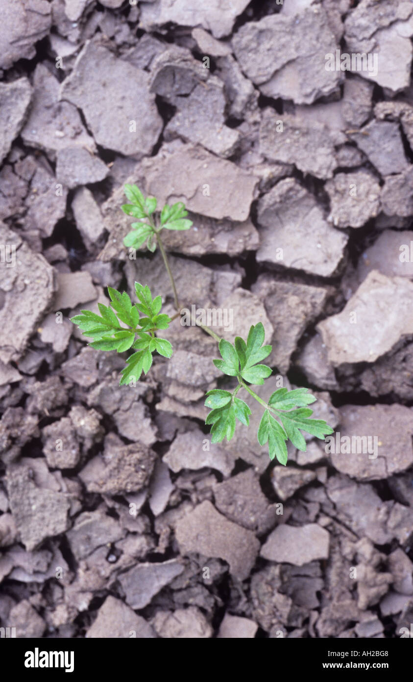 Leaves of the Creeping buttercup or Ranunculus repens plant struggling for existence between shards of dried cracked earth Stock Photo