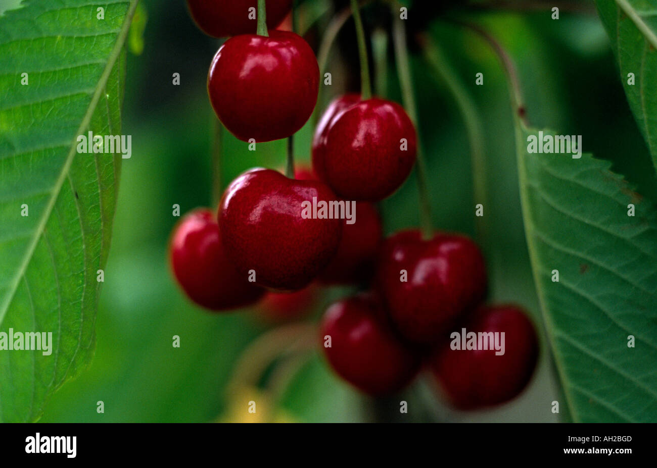 Stella cherry hires stock photography and images Alamy