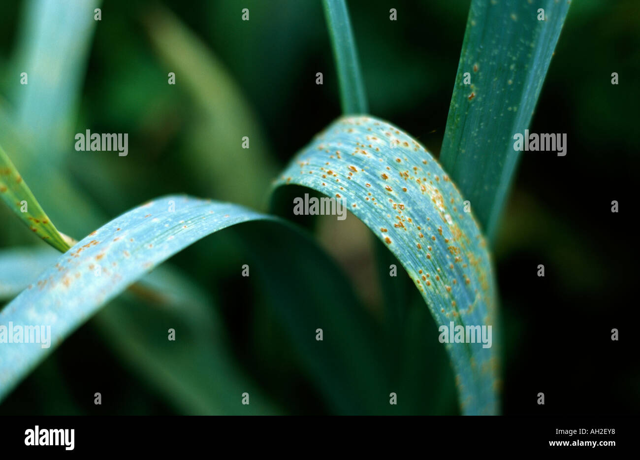Garlic leaves with rust Stock Photo