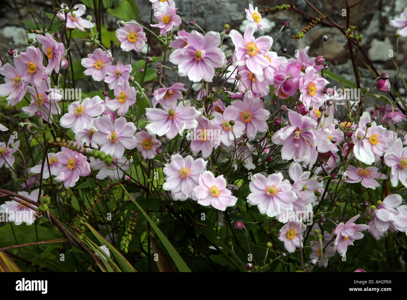 Japanese anemones in Salthill Gardens Mountcharles County Donegal Stock Photo