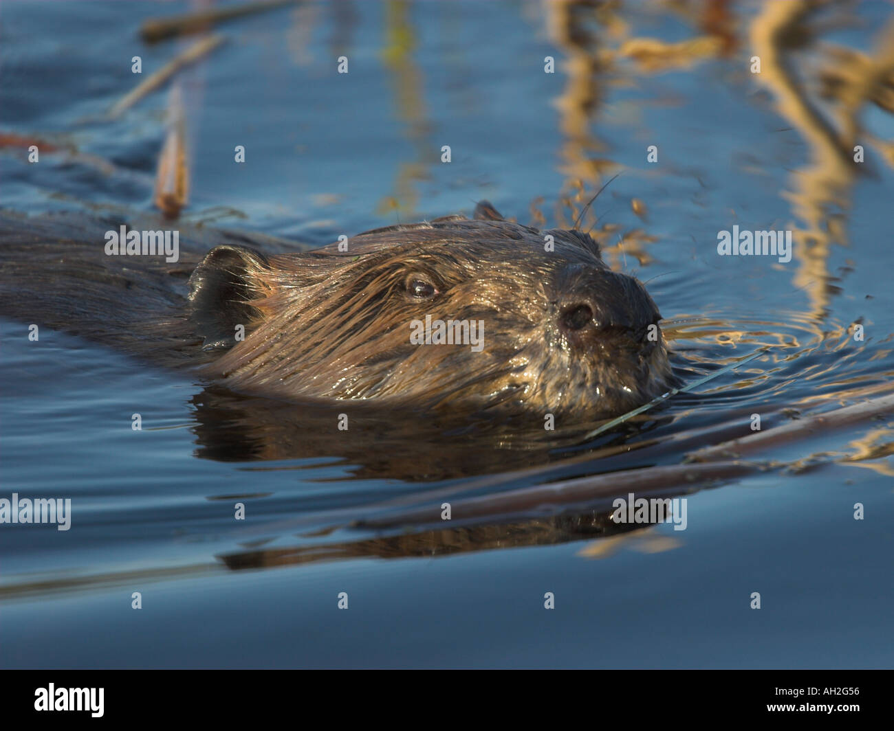 A lone beaver works in Elk Island National Park Canada Stock Photo