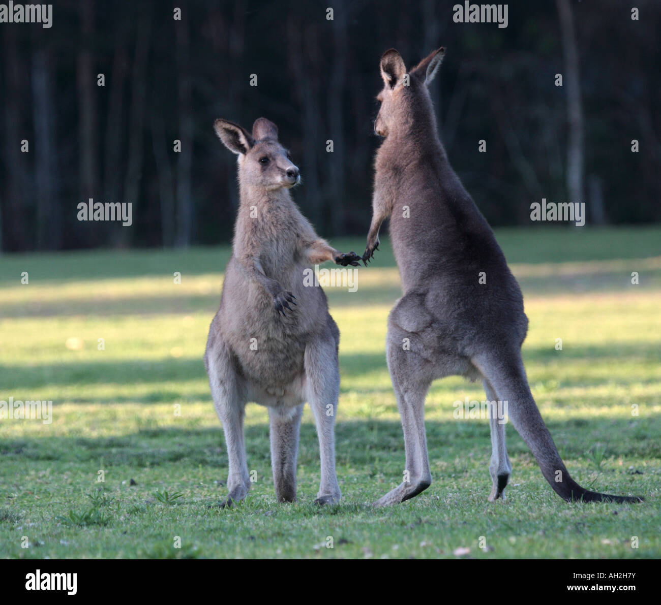 Eastern grey kangaroo, macropus giganteus, two sub-adult males practice-fighting Stock Photo