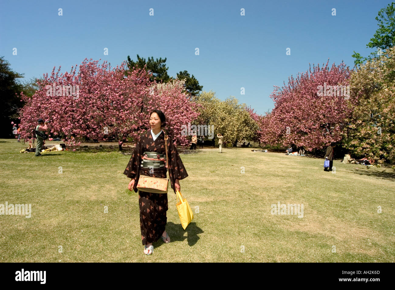 cherry blossom viewing hanami Shinjuku Gyoen park Tokyo City Honshu ...