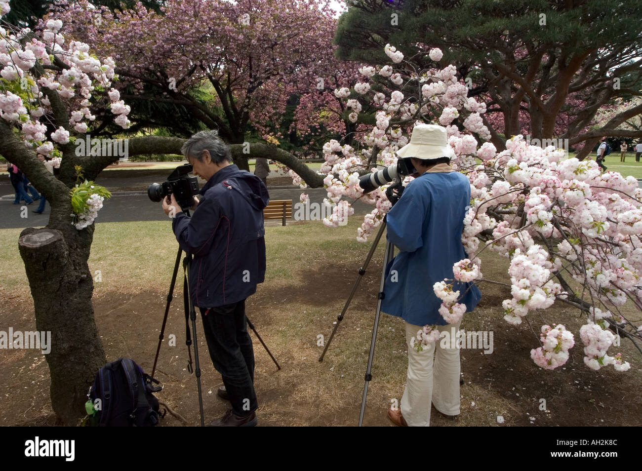 taking photos of cherry blossom Shinjuku Gyoen park Tokyo City Honshu ...