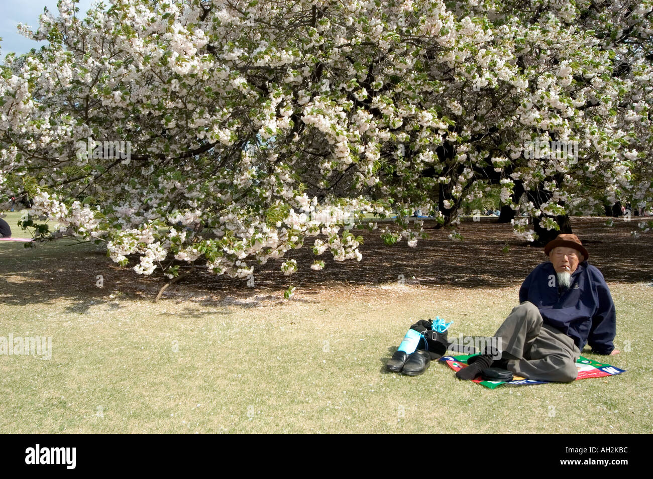 cherry blossom viewing hanami Shinjuku Gyoen park Tokyo City Honshu ...