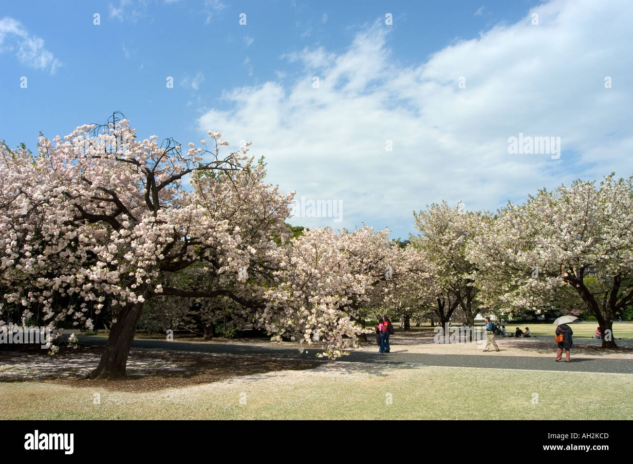 cherry blossom viewing hanami Shinjuku Gyoen park Tokyo City Honshu ...
