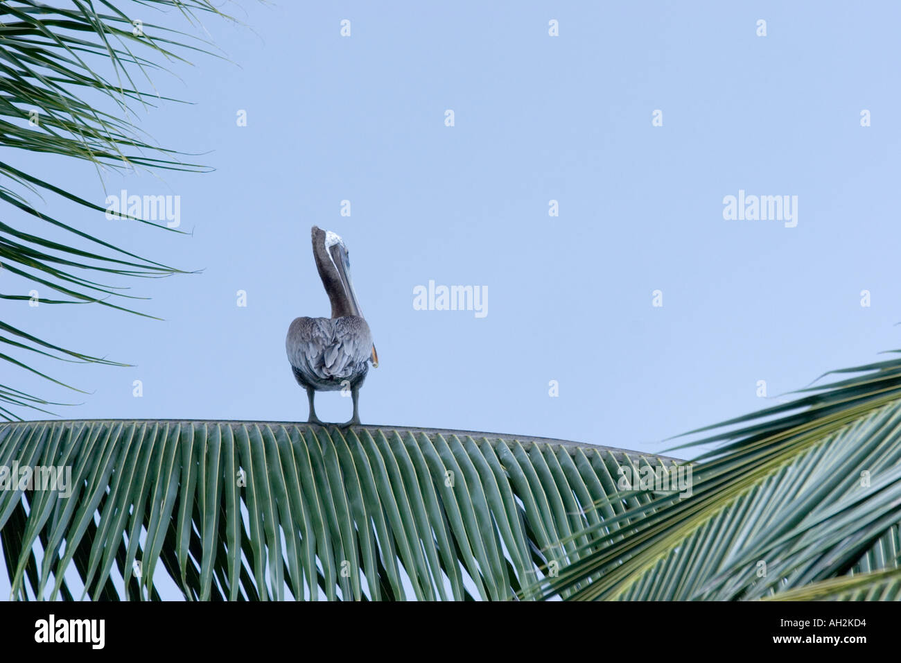Pelican on a palm tree Stock Photo