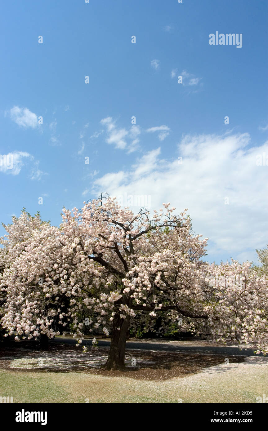 cherry blossom viewing hanami Shinjuku Gyoen park Tokyo City Honshu ...