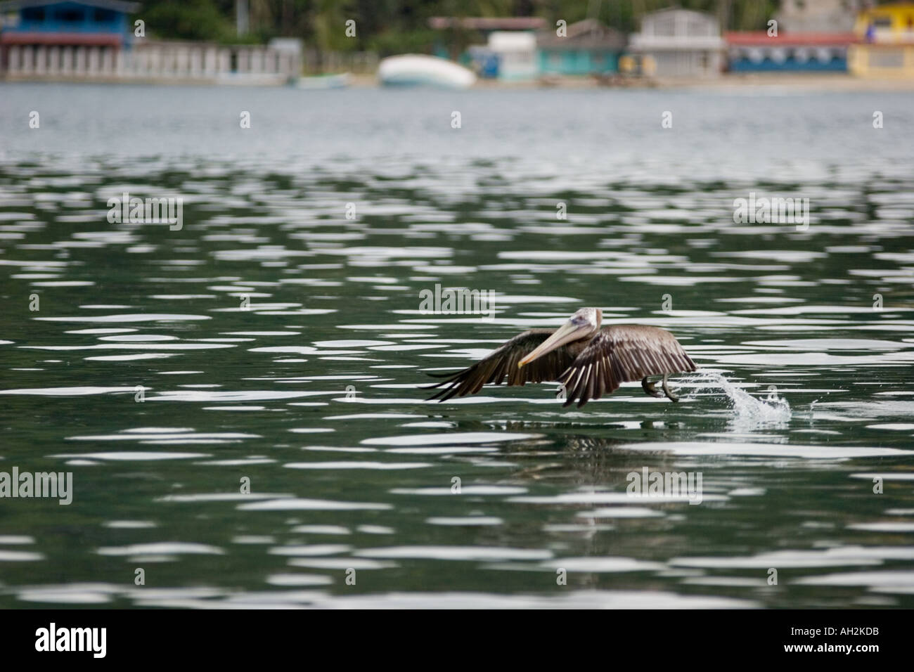 Pelican, Isla Grande, Colon, Panama, Central America Stock Photo