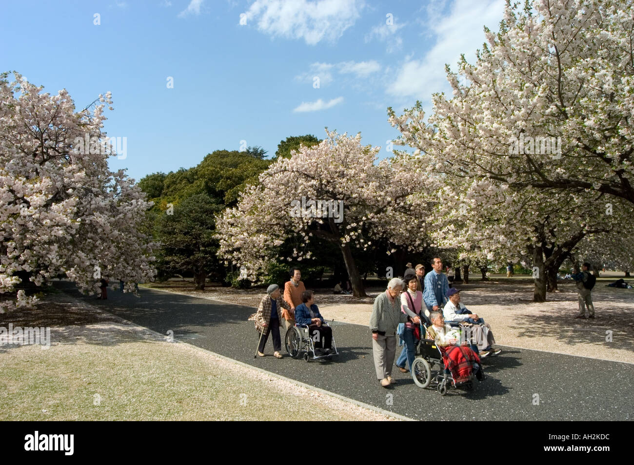wheel chair users cherry blossom viewing hanami Shinjuku Gyoen park ...