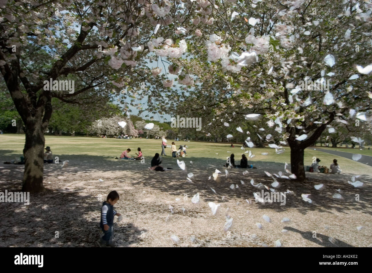 cherry blossom viewing hanami Shinjuku Gyoen park Tokyo City Honshu ...