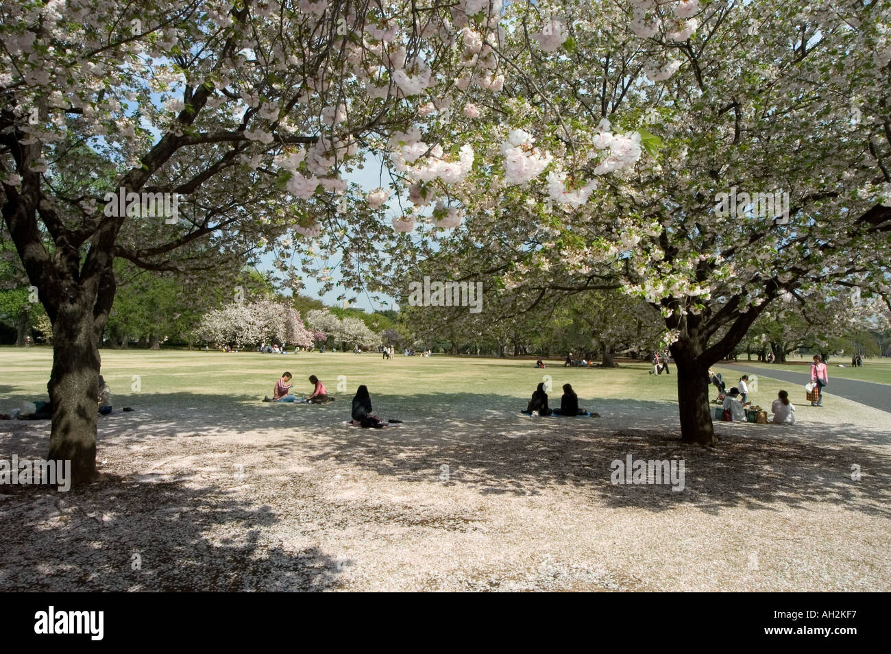 cherry blossom viewing hanami Shinjuku Gyoen park Tokyo City Honshu ...